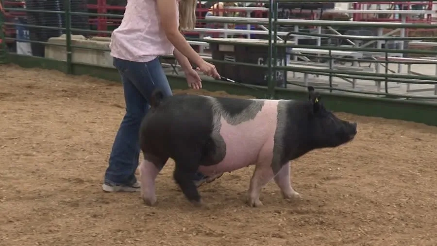 Ohio 4-H Member Raises $22,000 at Auction to Fight Cancer