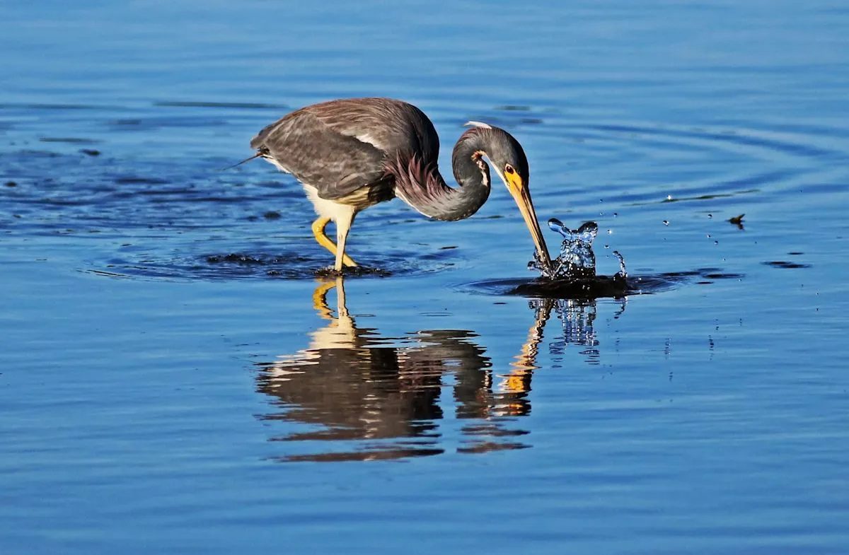 Capturing Paradise: SW Florida Launches Reader Photo Project