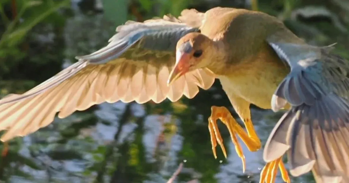 Rare Tropical Bird Sighting Captivates Southern California