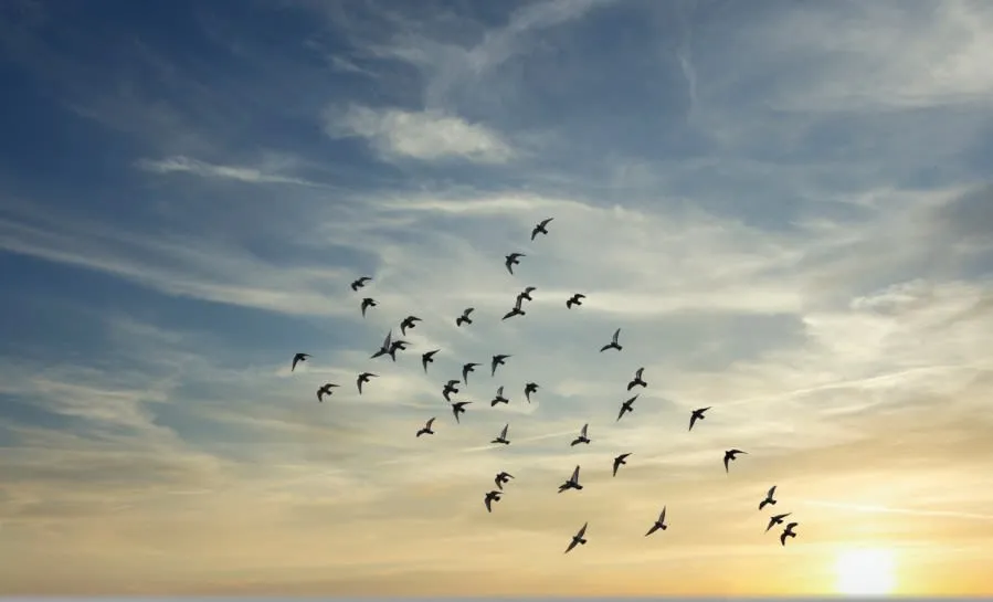 Mass Bird Migration Triggers Radar Surges Over Tennessee
