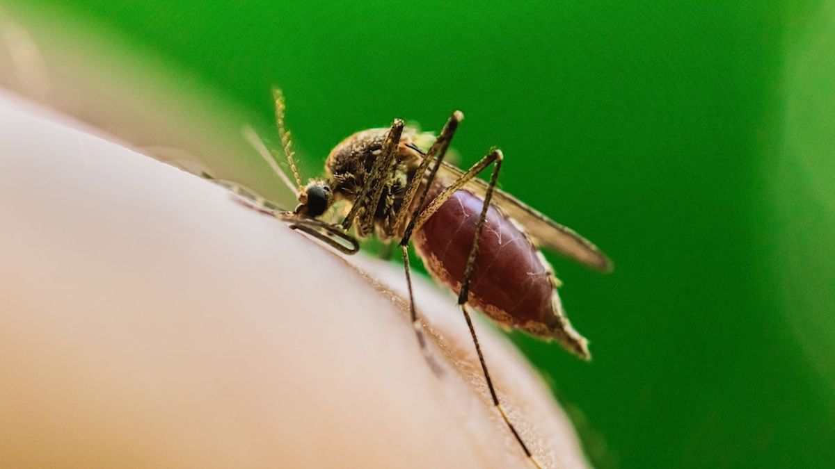 West Nile Virus Claims First Chicago Life as Cases Surge