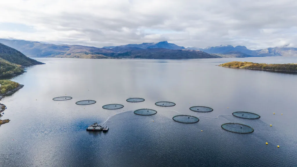 Farmed Salmon Loses Key Omega Three Nutrients in New Study