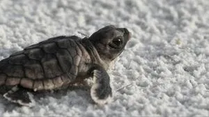 Florida Urges Holiday Beachgoers to Protect Nesting Sea Turtles