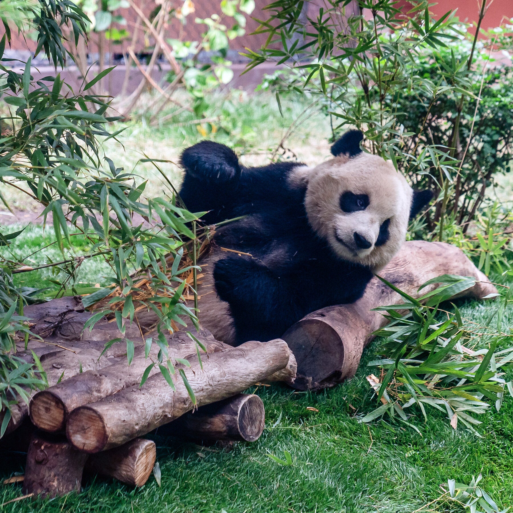 Giant Pandas Arrive in Atlanta as China's Friendship Envoys