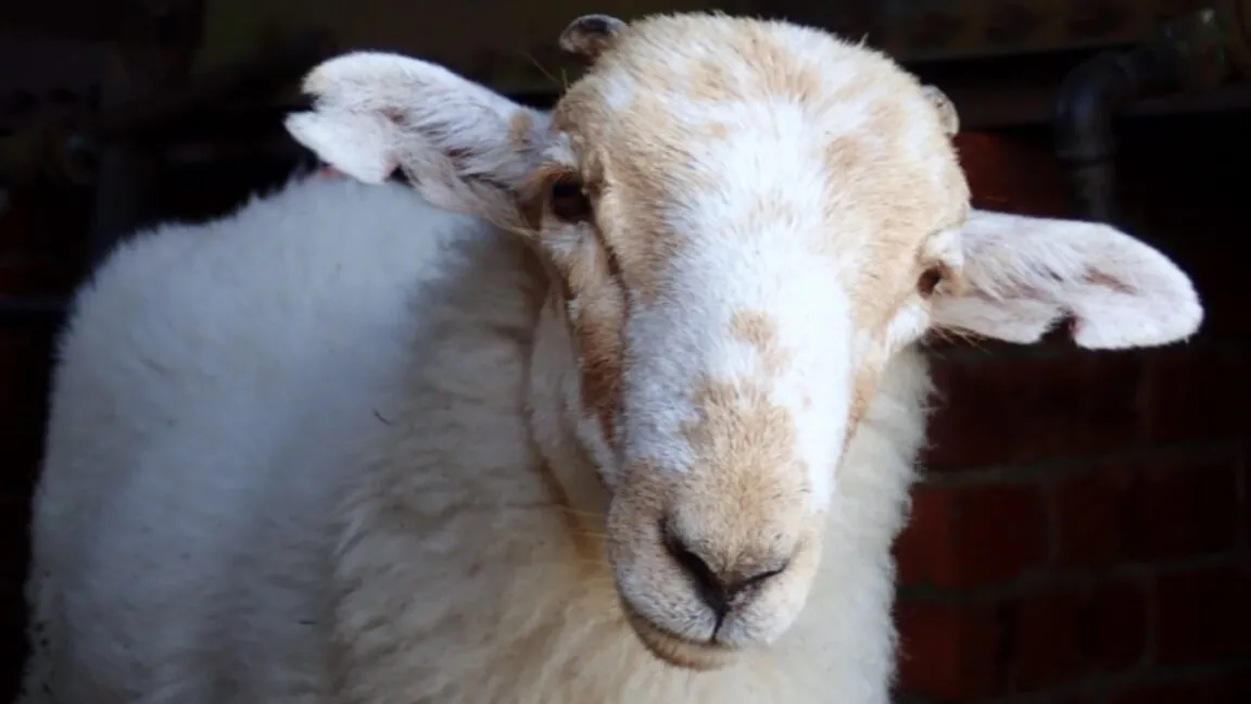 Medieval Manuscripts Reveal Ancient Sheeppox Virus Genetic Code