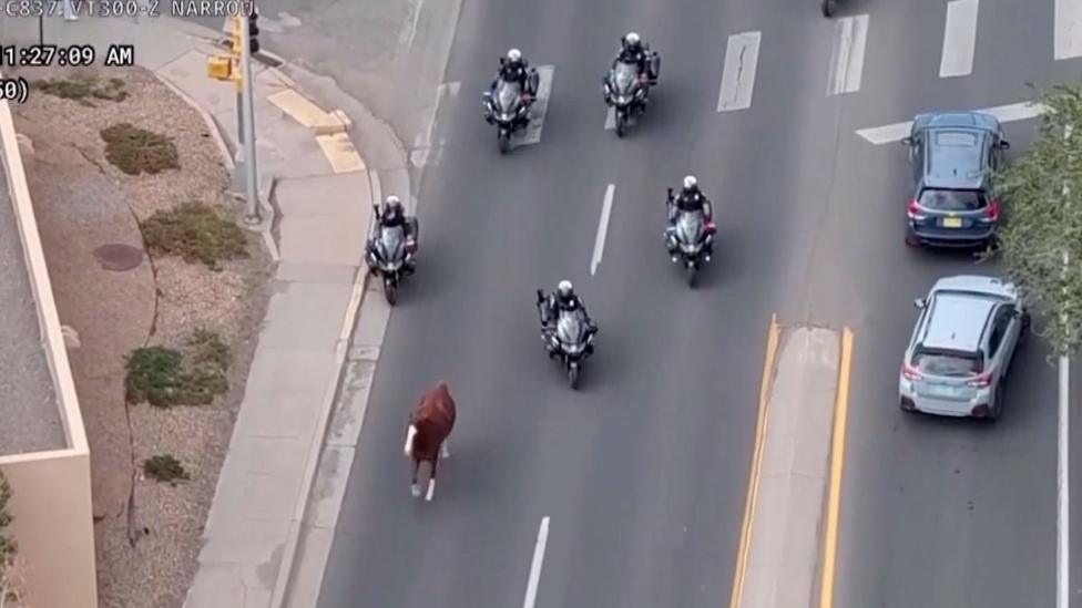 New Mexico Police on Motorbikes Safely Corral Runaway Horse