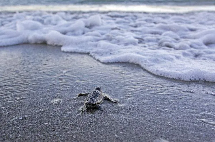Florida Coast Sea Turtles Face Severe Hazards From Lights