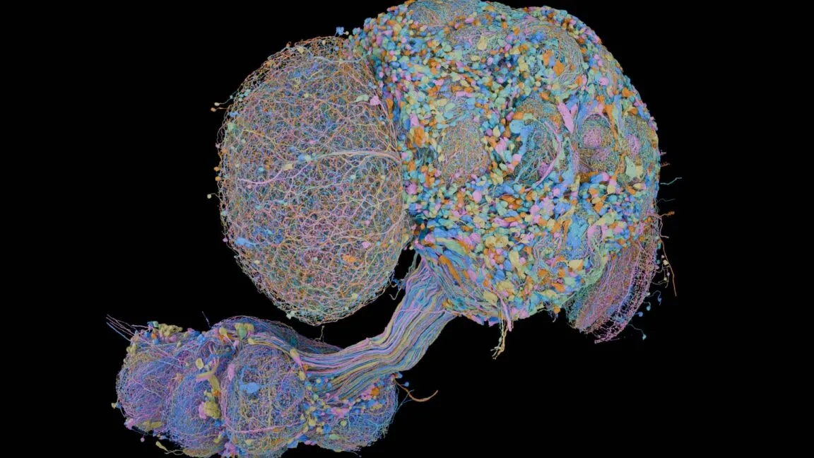 Neuroscientists Map Male Fruit Fly Brain in Major Leap