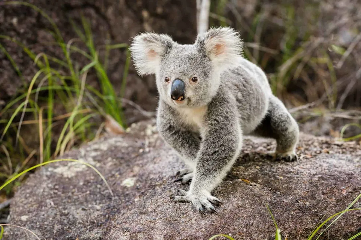 Why Australian Koalas Begin Wandering Farther in September