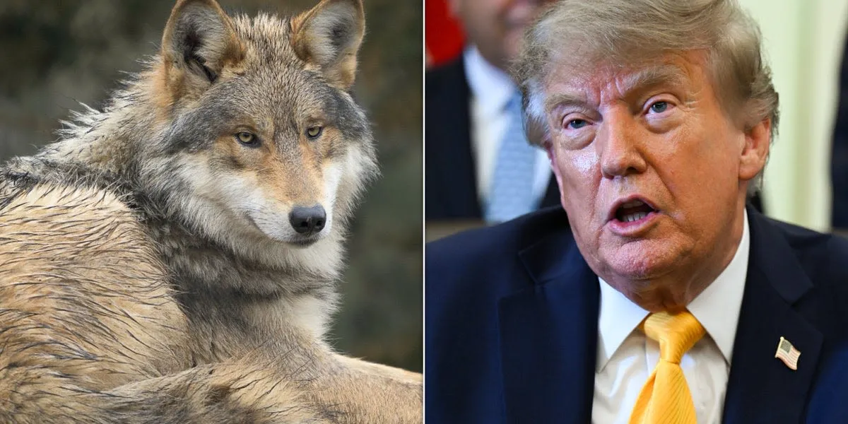Trump Executive Order Reopens Fight Over Gray Wolf Protections