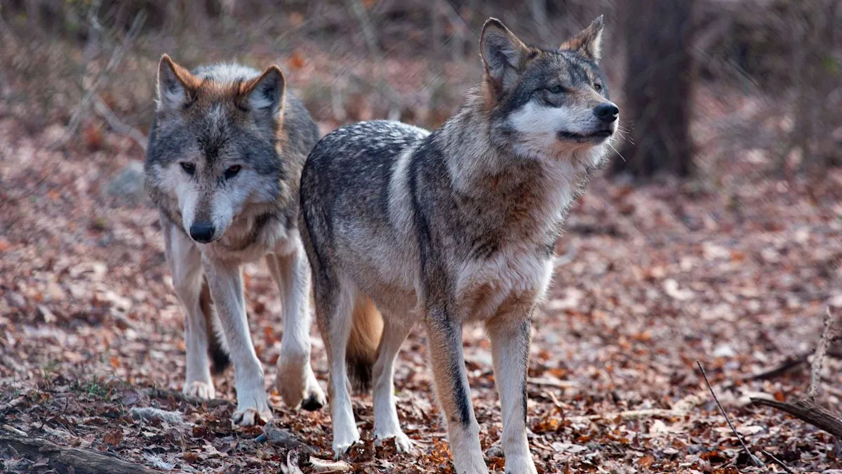 Trump Orders Review to Strip Protections for Grey Wolves