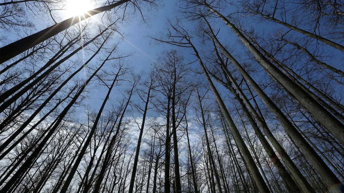 US Forest Service Shuts 23 Research Hubs in Overhaul