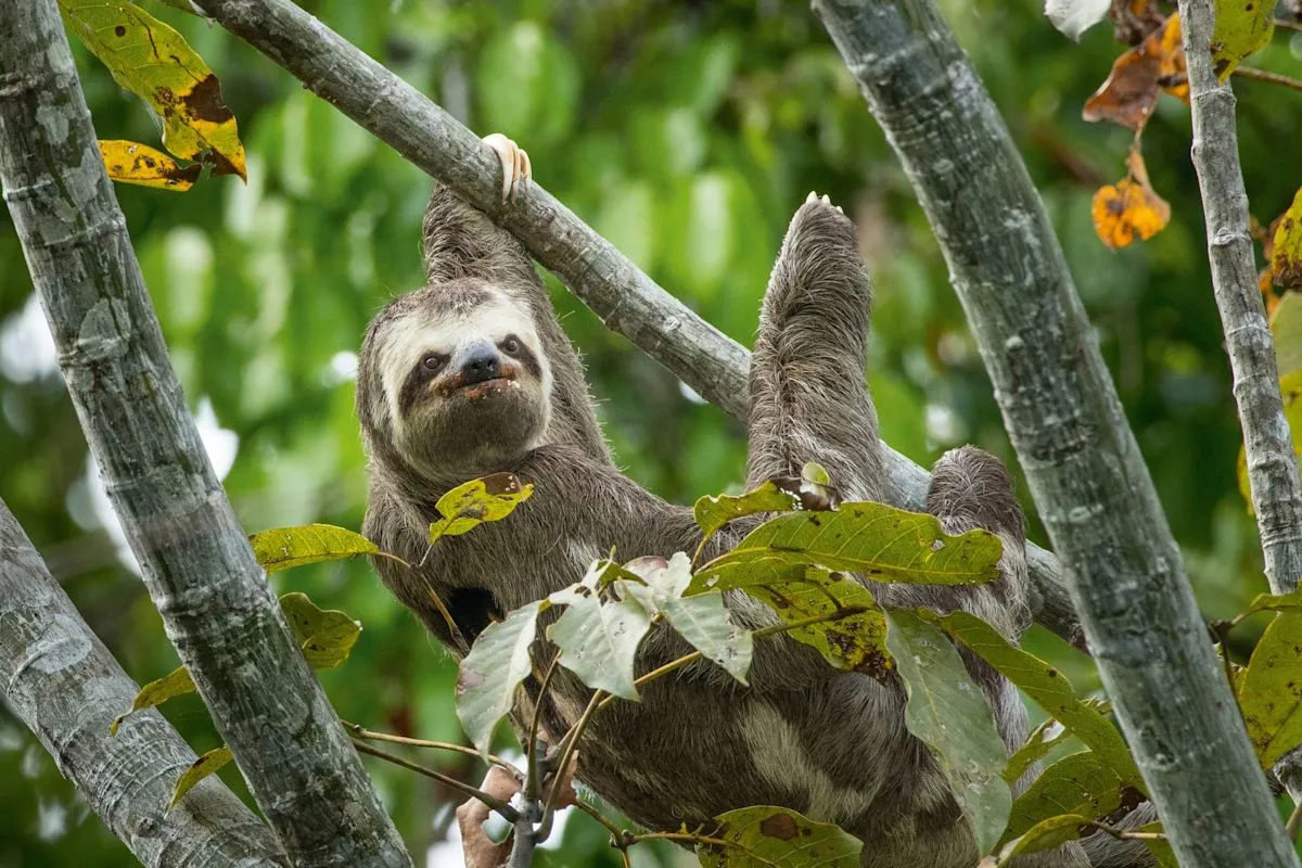How Social Media Tourism Harms Central American Sloths