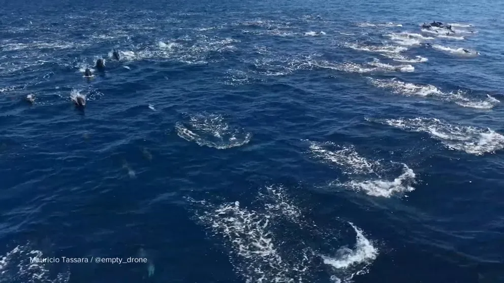 Massive Dolphin Stampede Sweeps Across California Coastline