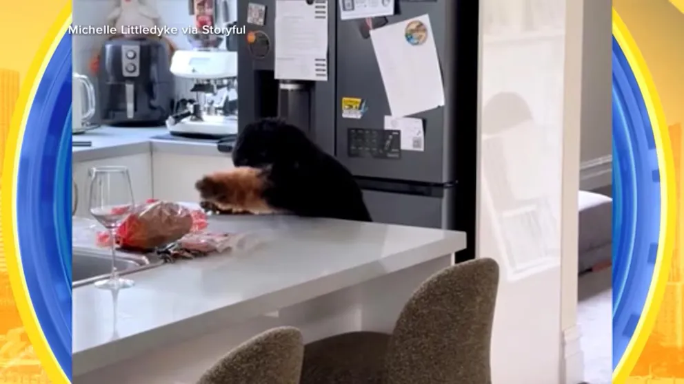 Canine Kitchen Mischief Sparks Viral Digital Culture Trend