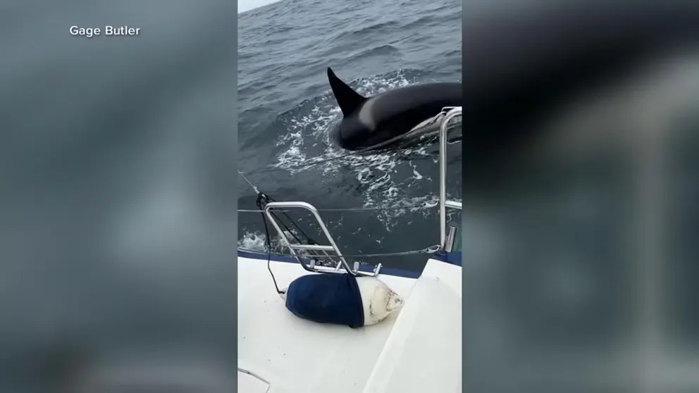Orcas Sever Rudder of American Sailboat in Iberian Coast Attack