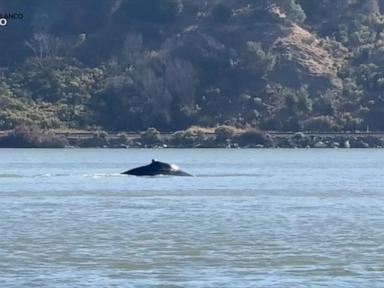 Wayward Humpback Whale Draws Crowds in Northern California