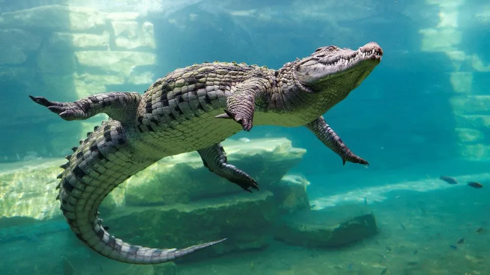 How Nile Crocodile Precedent Shapes Trump DC Building Fight