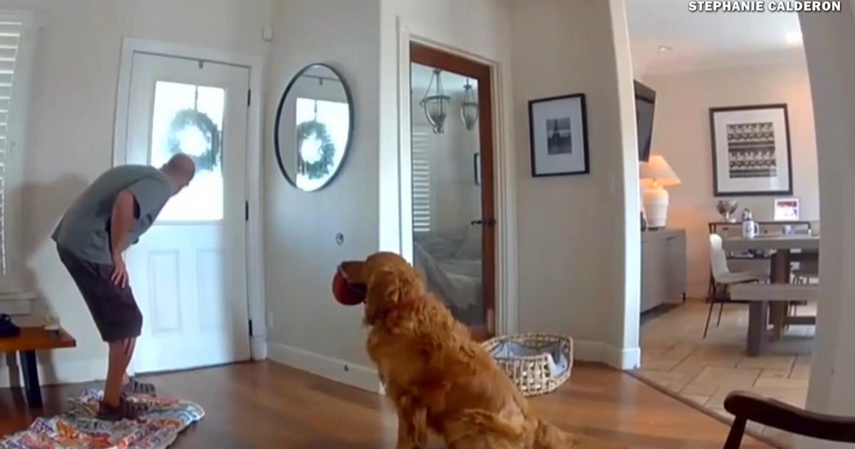 Why a Golden Retriever Welcomed Home Intruder Instead of Guarding