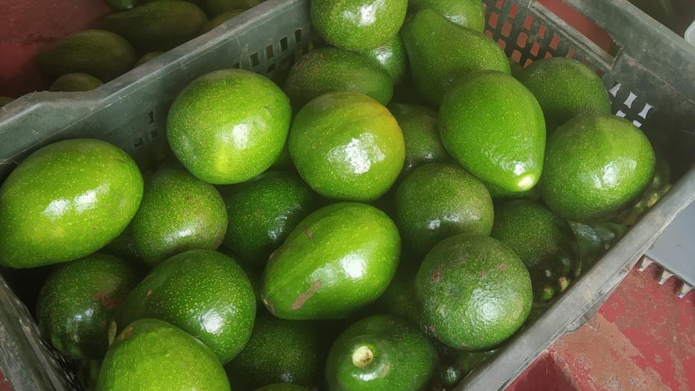 Why India Farmers Are Rapidly Expanding Avocado Crops