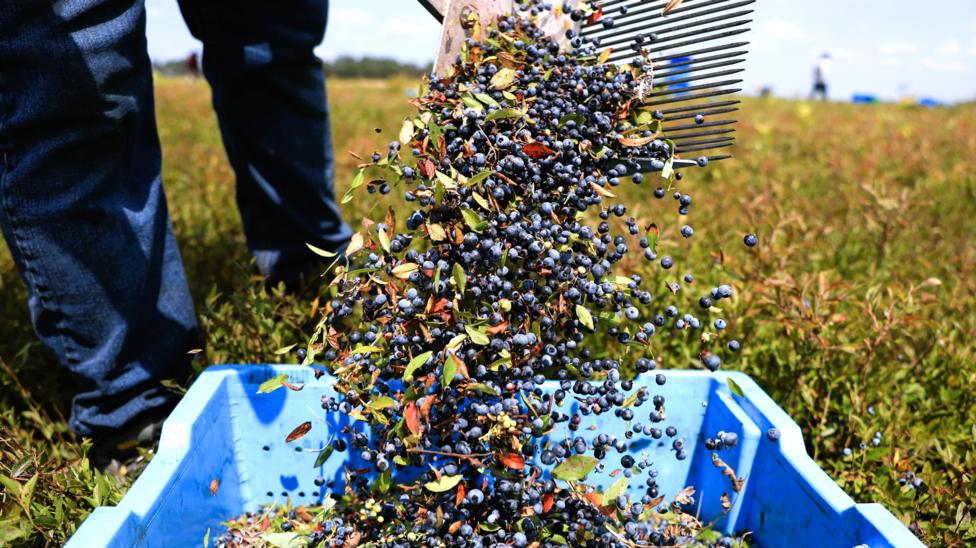 AI Harvest Timing Tools Reshape US Farm Decisions