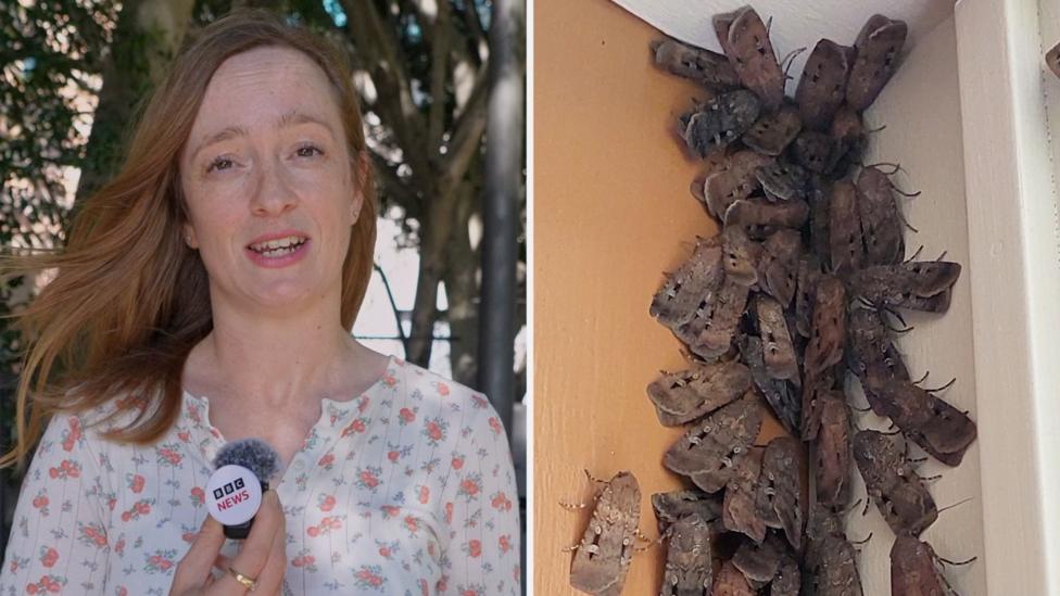 Bogong Moth Swarms Hit Australia's East Coast Cities