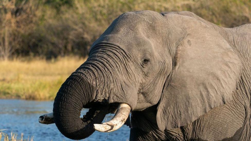 Botswana Government Defends Elephant Cull for Independence Feast