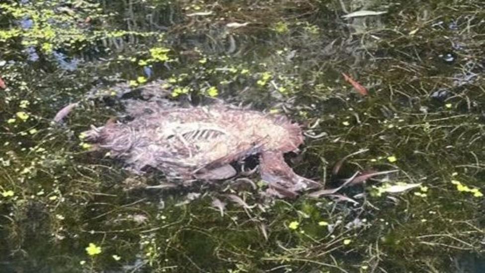 Brentford Canal Pollution Sparks Sewage Concerns for Rowing Children