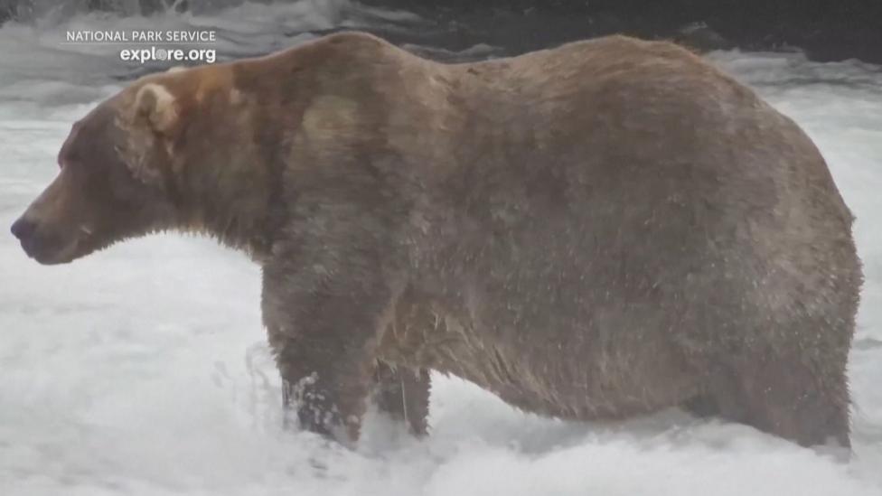 Chunky Bear '89 Backpack' Wins Fat Bear Week 2024